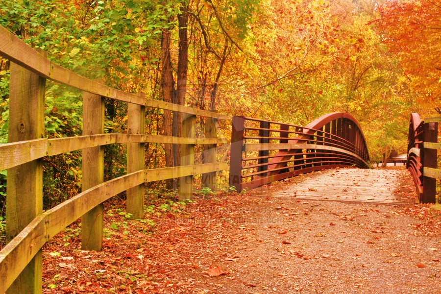 Фото Деревянный мост, усыпанный осенними листьями
