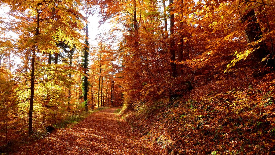 Фото Осенний золотой лес