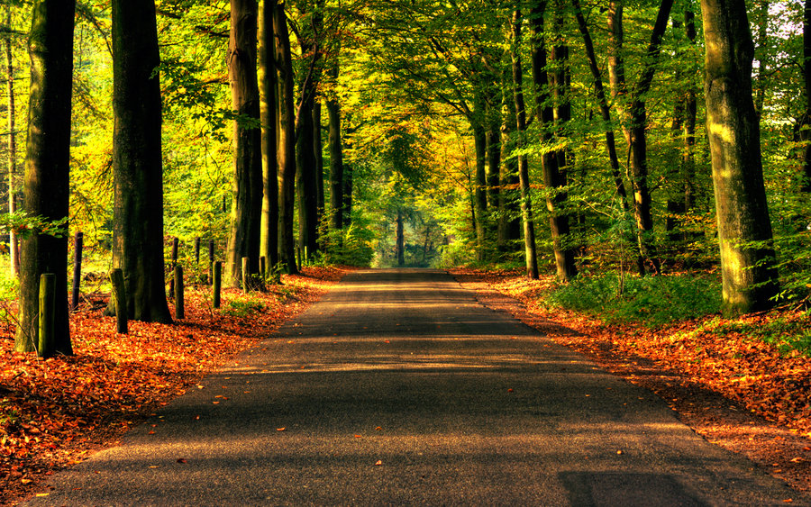 Фото Асфальтовая дорога, усыпанная осенними листьями
