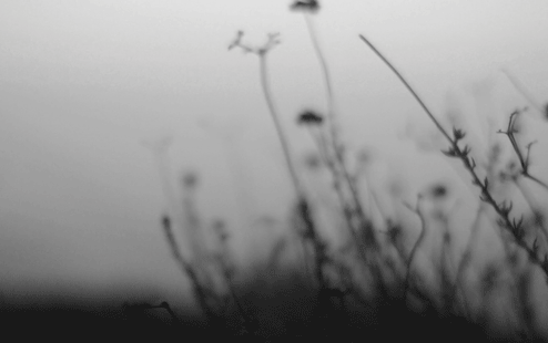 Фото Полевые цветы в тумане