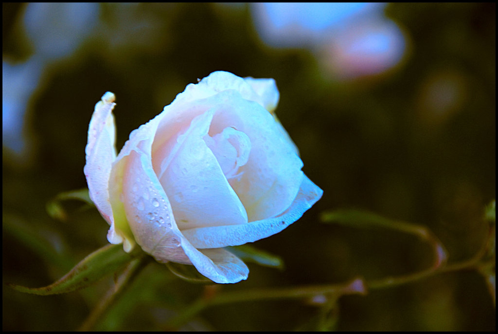 Фото Белая роза в каплях росы, by ShlomitMessica