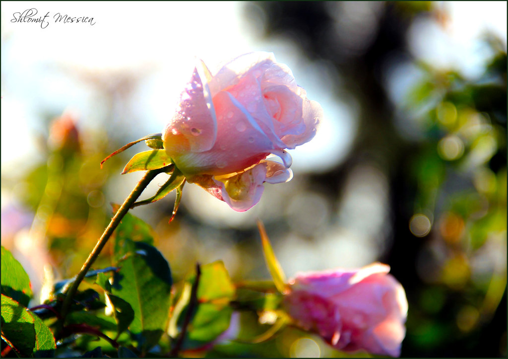 Фото Розовые розы в каплях росы, by ShlomitMessica