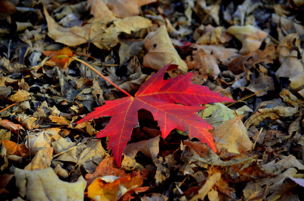 Вдруг среди листвы видишь пестрый. Осенние листья. Листья осенью. Осенние листья под ногами. Осенняя листва под ногами.