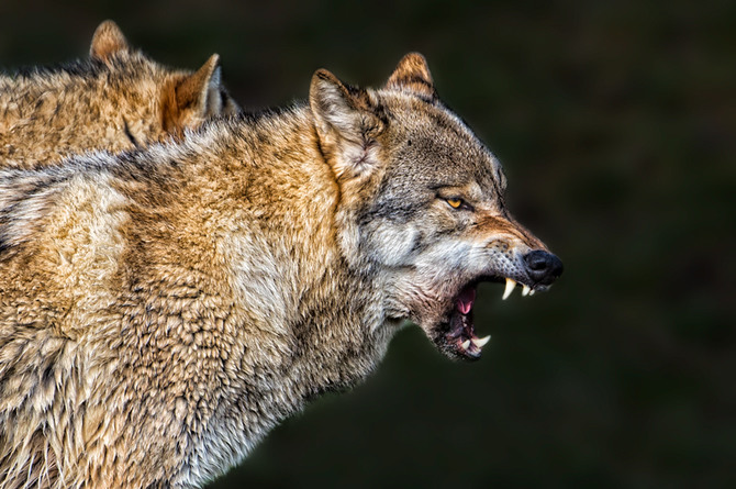 Фото Злой волк, фотограф Dalia Fichmann