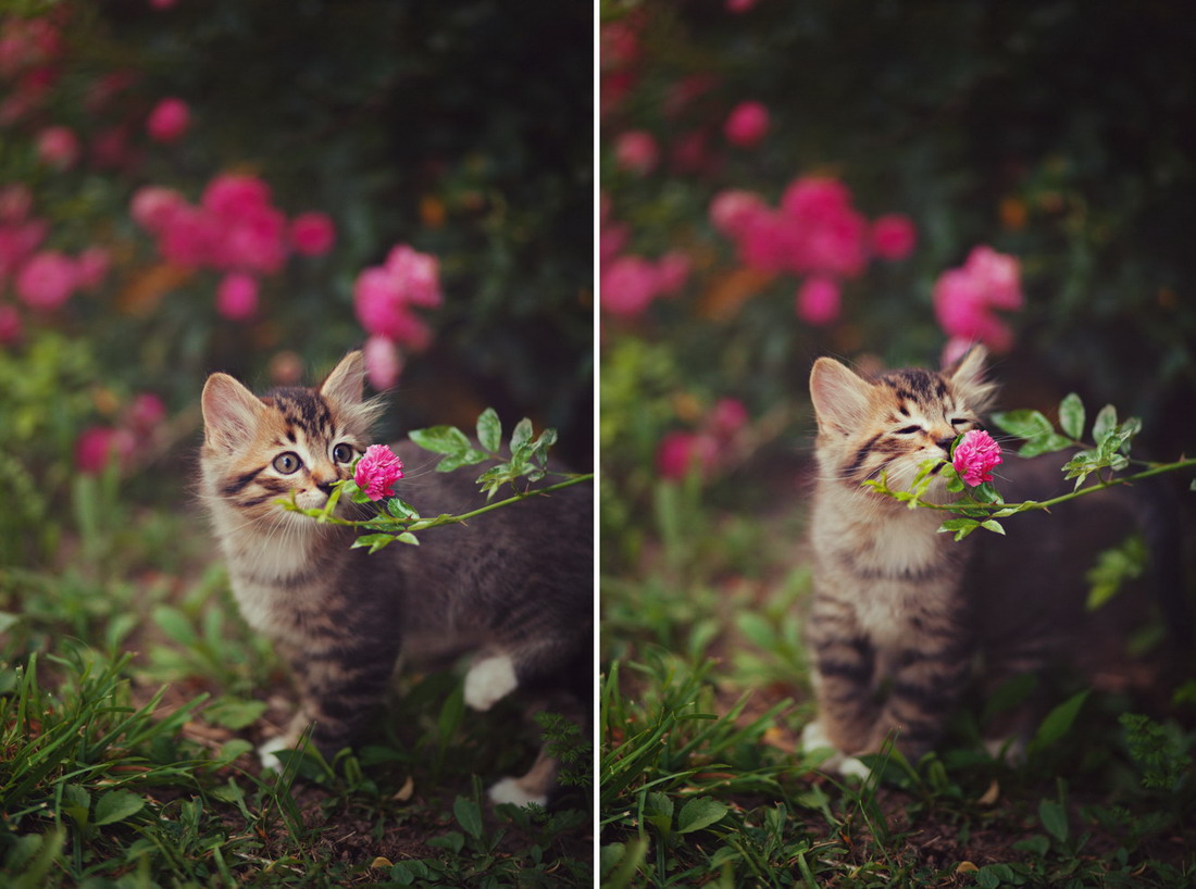 Котята для детей цветок Котята для детей цветок