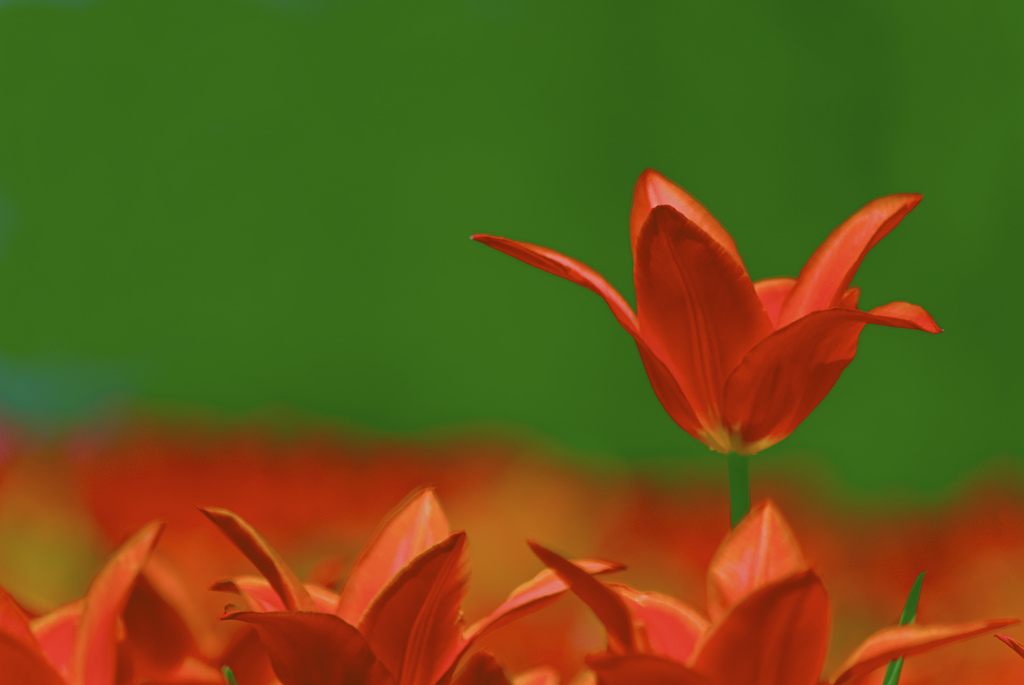 Фото Красный тюльпан на зеленом фоне, выше других цветов