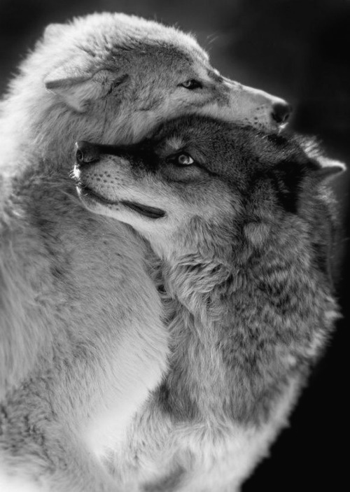 Фото Два волка, положившие голову друг на друга