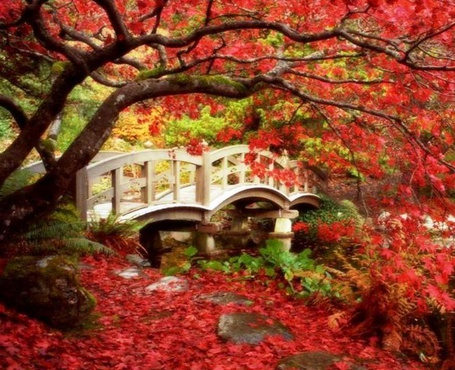 Фото Мост на фоне красивых деревьев осени
