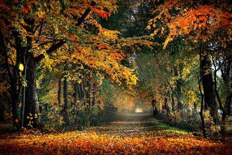 Фото Дорога вдаль, на фоне осенних деревьев