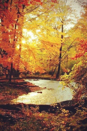 Фото Ручей на фоне осенних деревьев