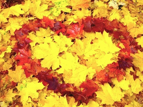 Осенние Листья Сердце Фото