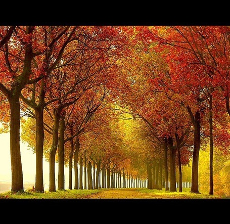 Фото Дорога уходящая вдаль на фоне осенних деревьев