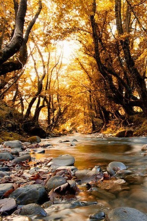Фото Ручей омывает камни на фоне осенних деревьев