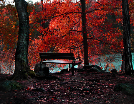Фото Скамейка, стоящая на берегу реки в окружении осенних деревьев