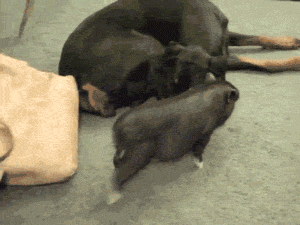 Фото Маленькая свинка играет с большой собакой