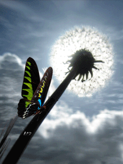 Фото Бабочка сидит на одуванчике на фоне неба