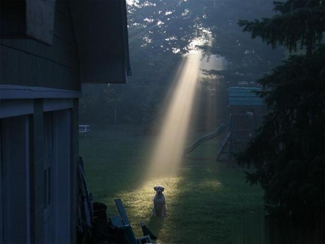 Фото В пустом дворе возле дома в луче света одиноко сидит щенок