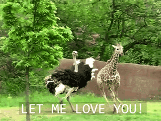 Фото Страус бегает за жирафом, Let me love you / позволь мне любить тебя