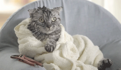 Фото Мокрая кошка, замотанная в полотенце, сидит в кресле