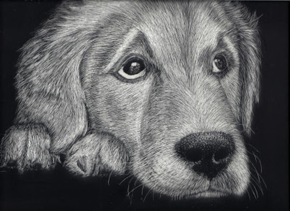 Фото Собака с грустными глазами, положила голову на передние лапы