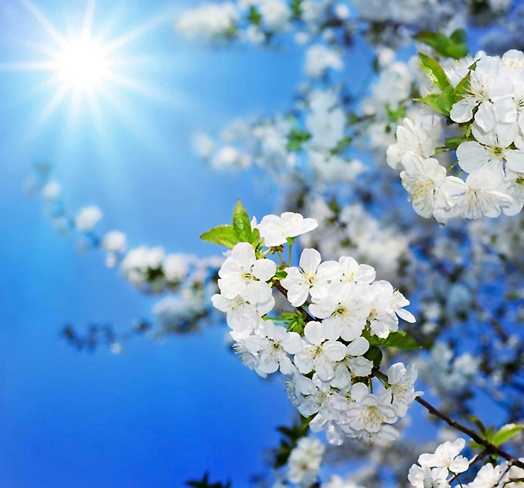 Фото Ветви белоснежной цветущей вишни - узнаваемые любимые пейзажи весенней  природы