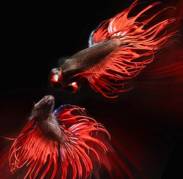 Фото Две рыбки с роскошными красными плавниками и хвостами резвятся в воде, на черном фоне. Работа креативного фотографа Heru Suryoko