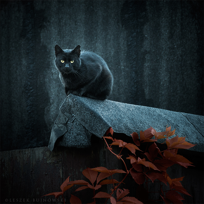 Фото Черный кот на заборе перед веткой дикого винограда, by alshain4