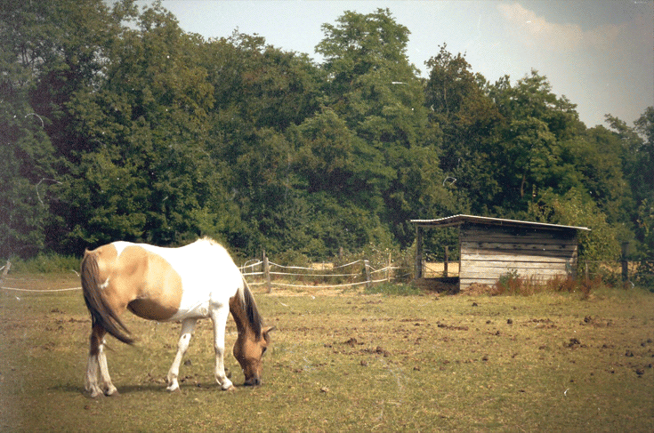 Фото Лошадь пасется на лугу