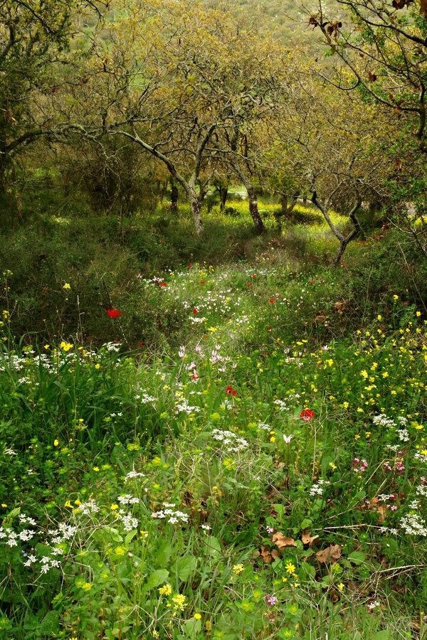 Фото Цветочная поляна в лесу