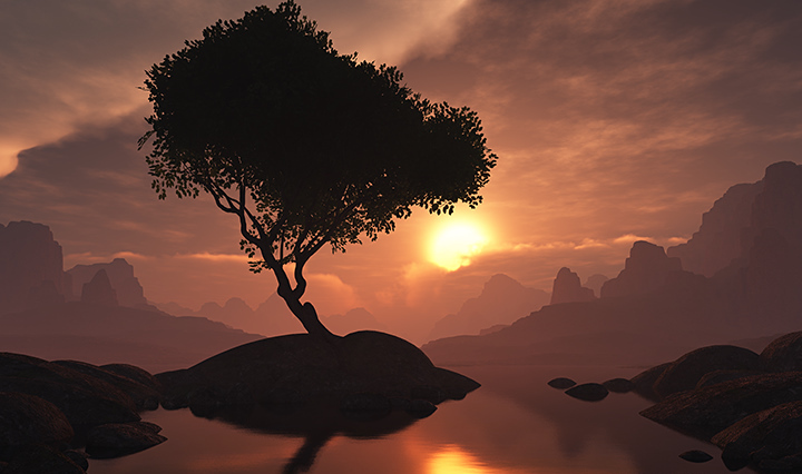 Фото Одинокое дерево на полуостровке, на фоне садящегося за горы Солнца