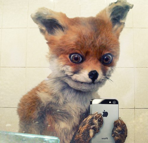 Фото Лисенок держит в лапках белый Айфон Apple, пытаясь позвонить
