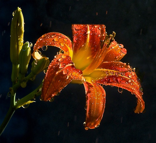 Фото Цветок лилии покрыты каплями дождя на темном фоне