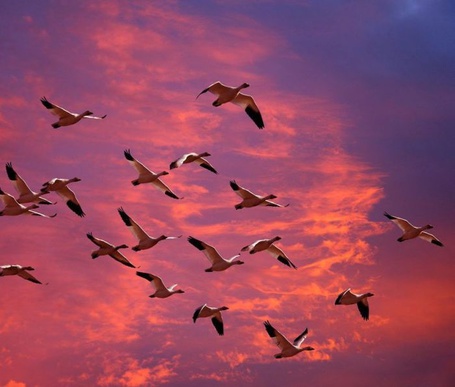 Фото Полет стаи птиц в закатном небе