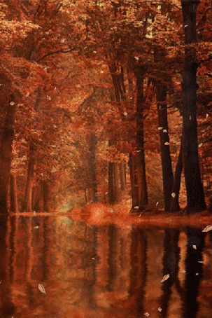 Дождь В Осеннем Лесу Фото