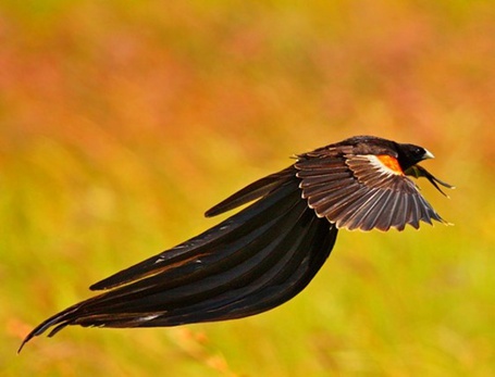 Фото Длиннохвостый бархатный ткач / Euplectes progne, летит на желтом фоне