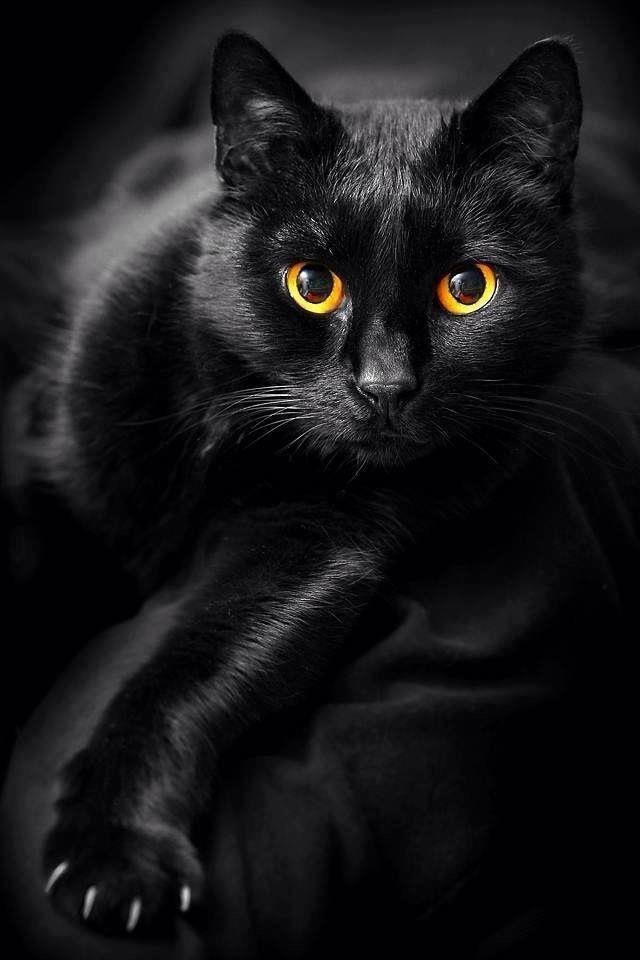 Черная кошка фото с желтыми глазами