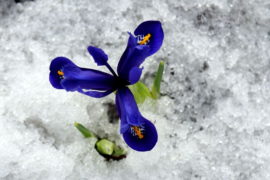Фото Цветок пробивается сквозь снег