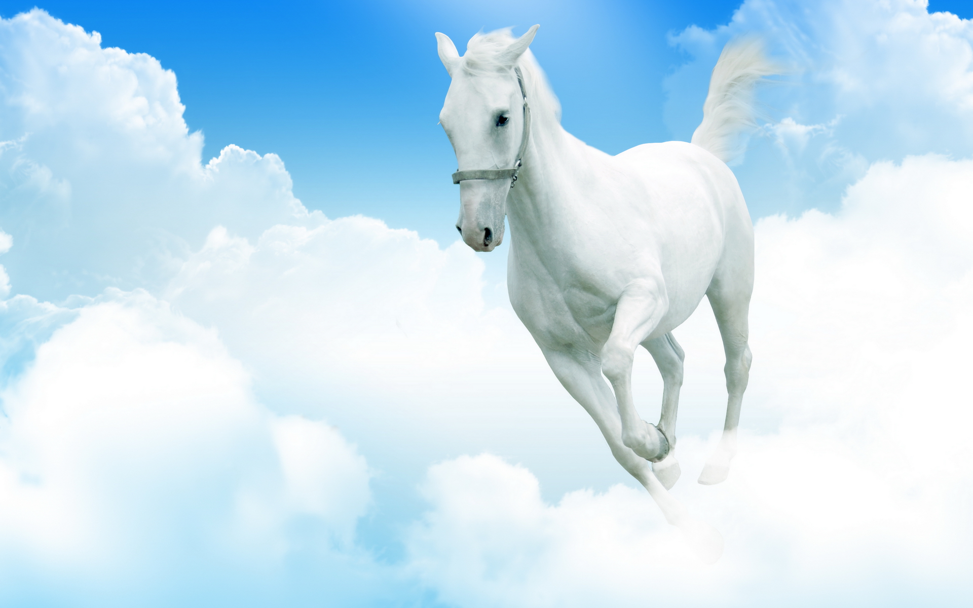Фото Белый конь бежит по облакам