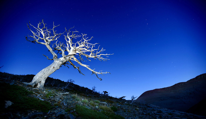 Фото Засохшее дерево без листьев и коры, на фоне синего ночного неба и виднеющихся вдали гор