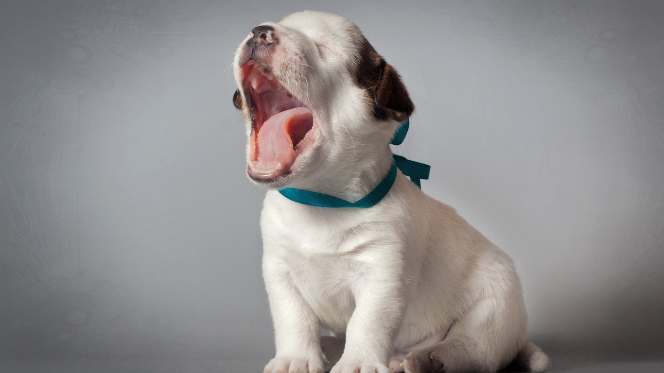 Фото Сидящий зевающий щенок