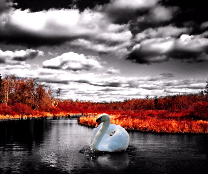 Фото Лебедь на озере осенним днем