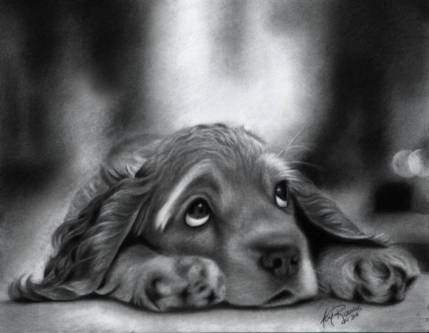 Фото Печальный щеночек спаниеля лежит, положив ушки на лапки, by Kim1486