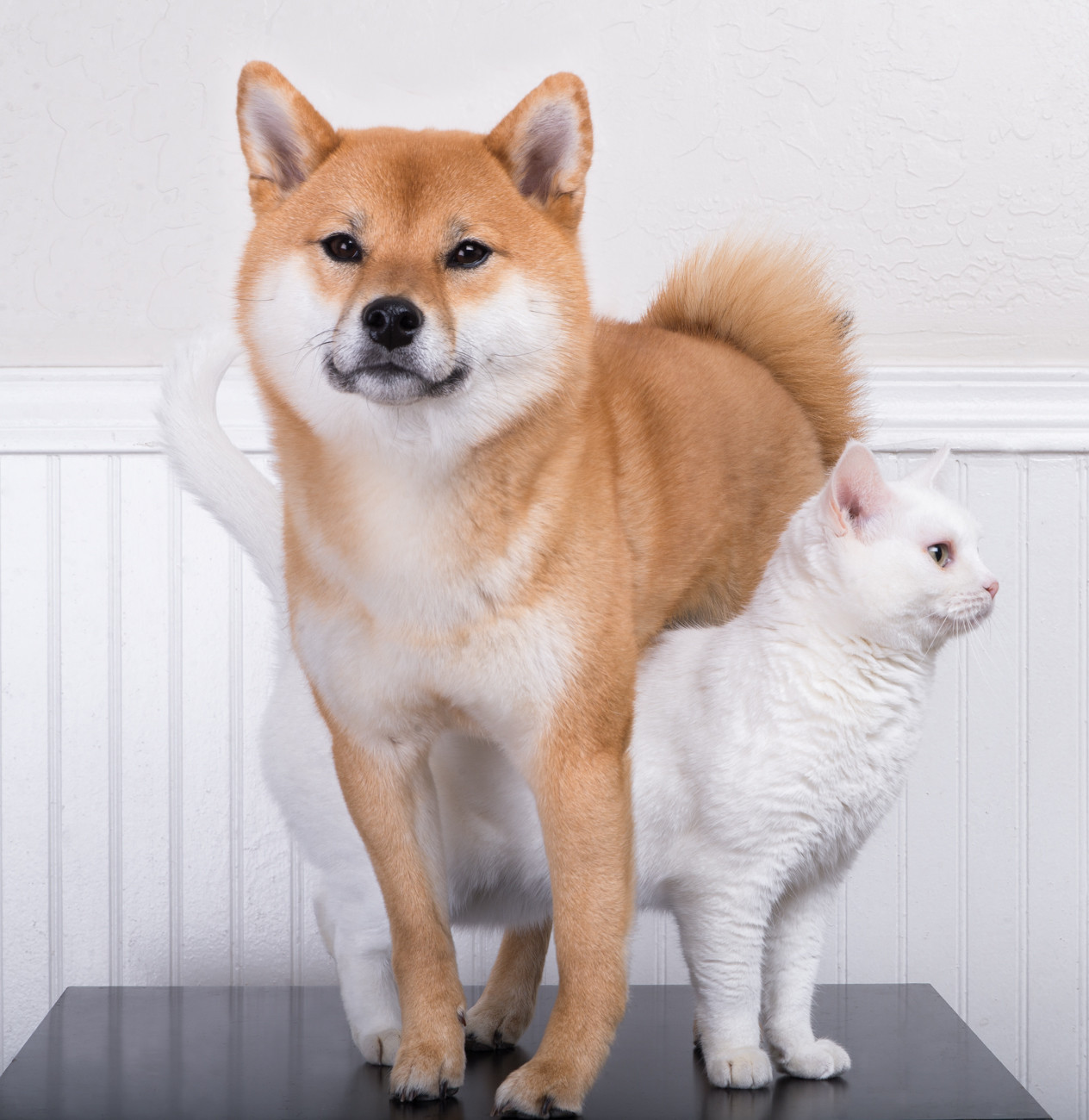 Сиба ину похожие. Японская лайка Акита ину. Сиба-ину породы собак. Шиба сиба ину порода собак. Мини Акита сиба.