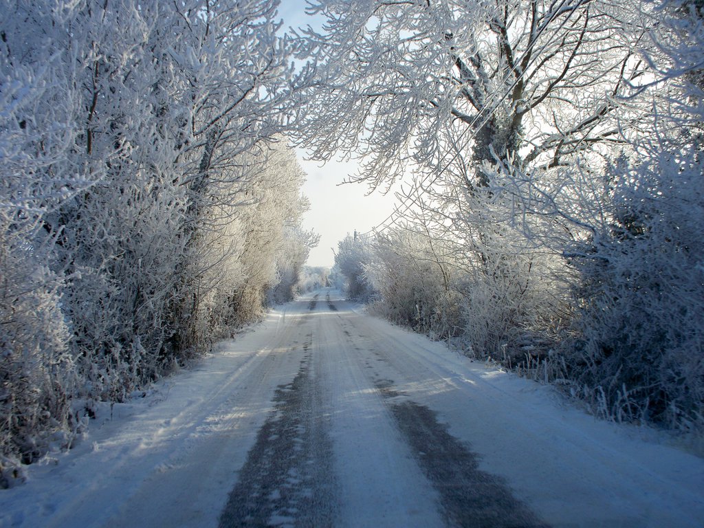 Фото Дорога в зимний лес
