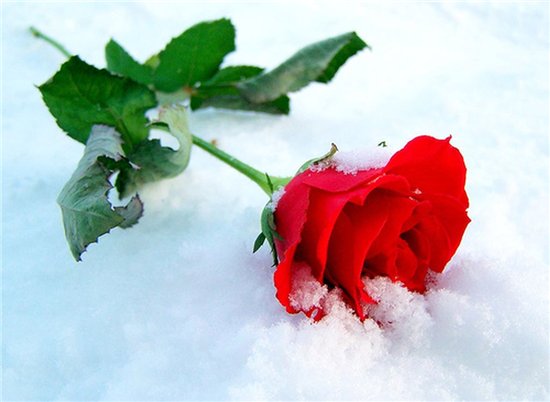 Фото Красная роза лежащая на снегу