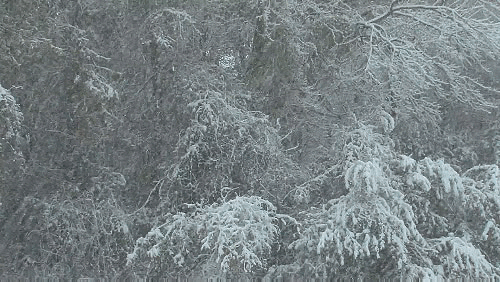  Снегопад над заснеженными деревьями