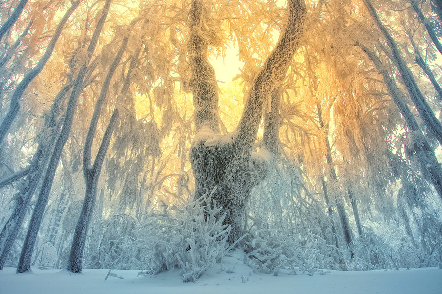 Фото Солнце освещает зимние деревья, by Janek-Sedlar