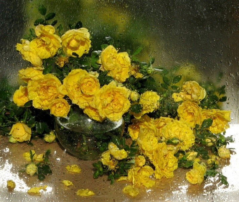 Фото За стеклом покрытым каплями стоит в вазе букет желтых роз