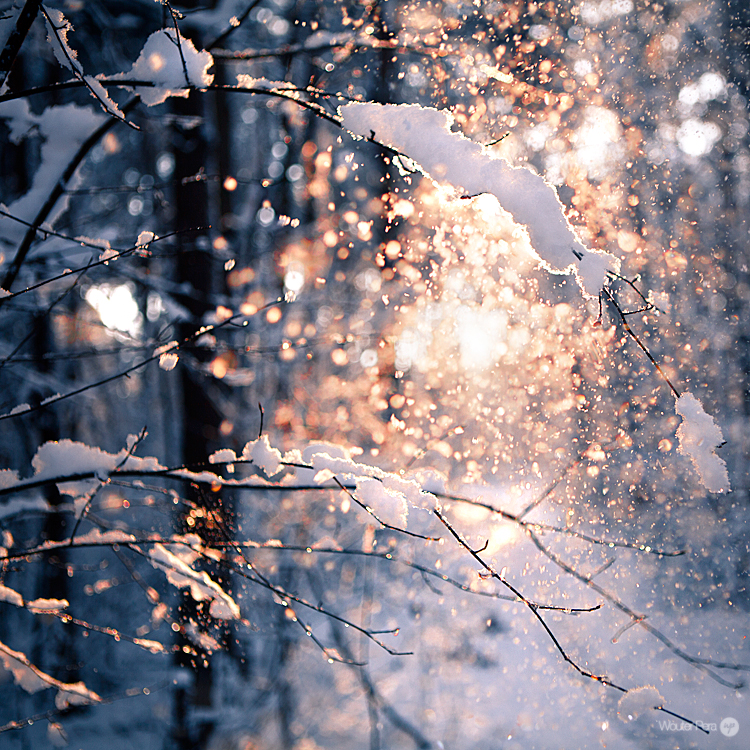 Зима, солнечные блики сквозь заснеженные ветки