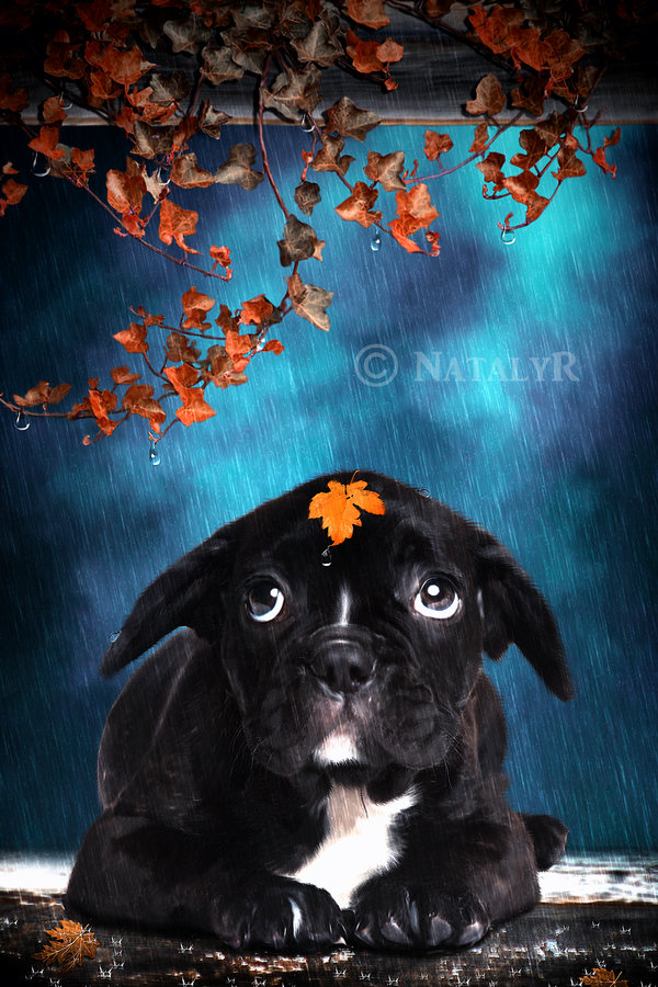 Фото Пес с листом на голове лежит под дождем, арт by Nataly1st